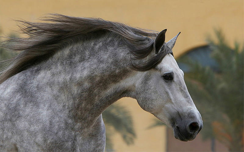 Dappled Andalusian, dappled, gris, andalusian, horses, spanish, dapple grey, HD wallpaper