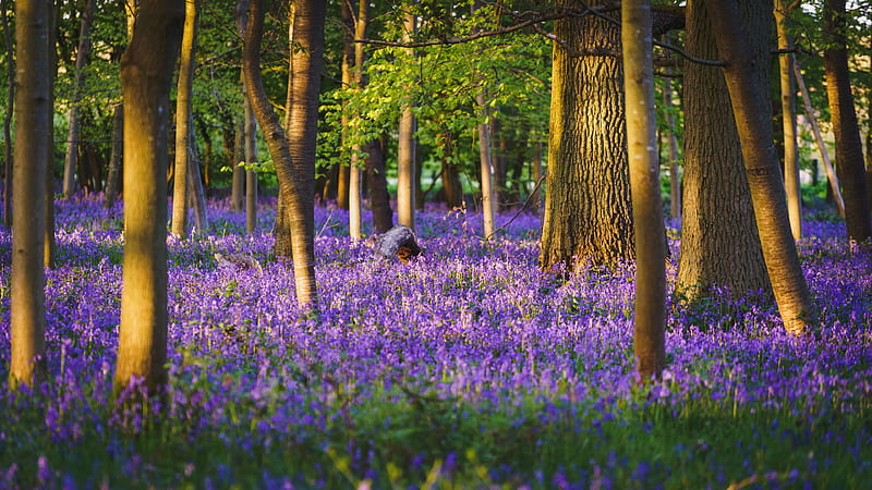 Lavanda flores campo árboles bosque naturaleza, Fondo de pantalla HD |  Peakpx