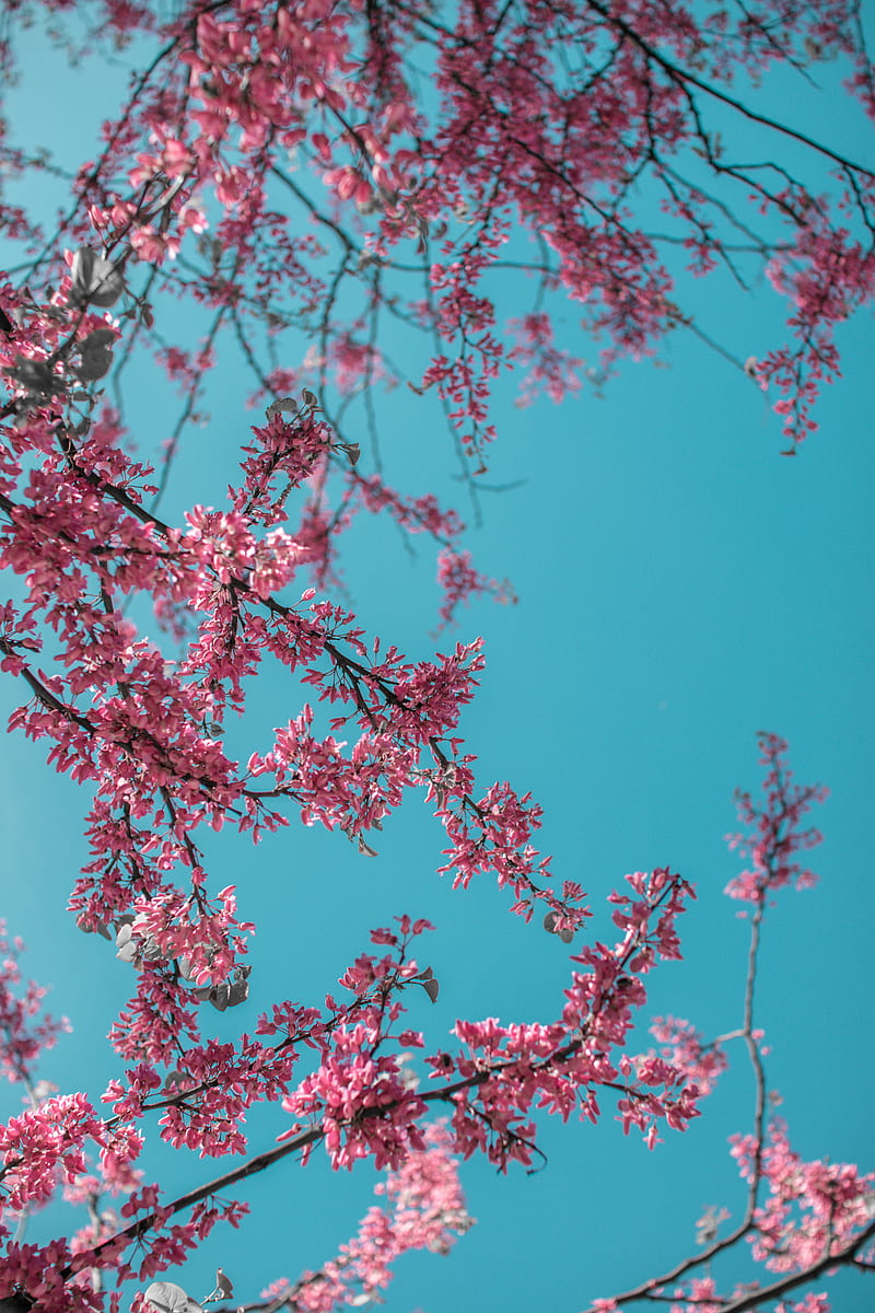 árboles azul rosa, pájaros, azul, borde, flores, geografía, naturaleza,  grafía, Fondo de pantalla de teléfono HD | Peakpx
