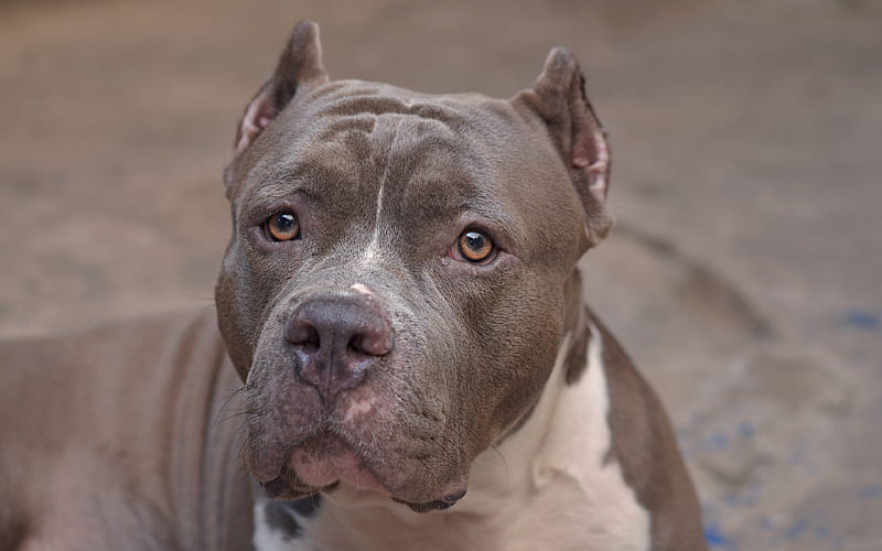 gray pit bull, large gray dog, portrait, pets, pit bull, dog, HD wallpaper