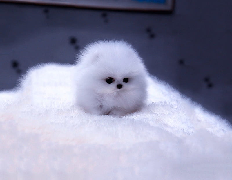 Cute puppy, cute, fluffy, kitty, fuzz, fur, puppy, dog, blue, HD wallpaper