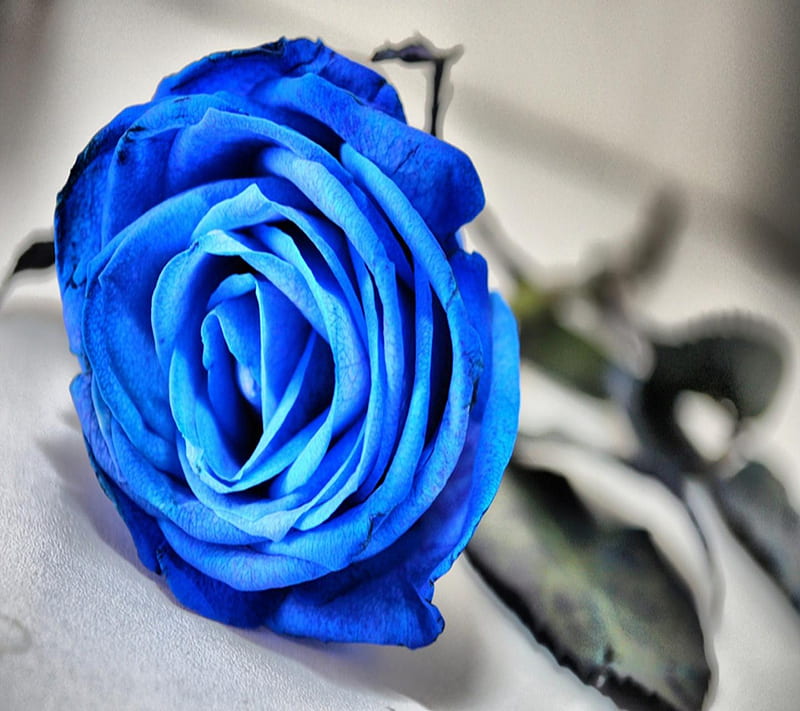 Rose, bonito, blue, flower, nature, HD wallpaper | Peakpx