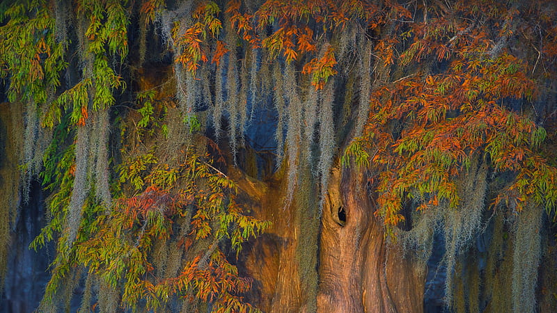 Trees, Tree, Cypress , Spanish Moss, HD wallpaper