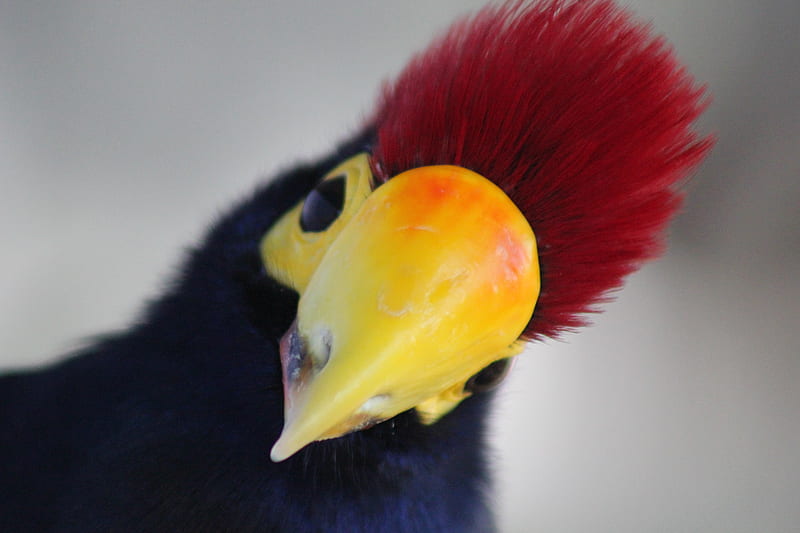 Turaco, red, bird, pasare, yellow, funny, HD wallpaper