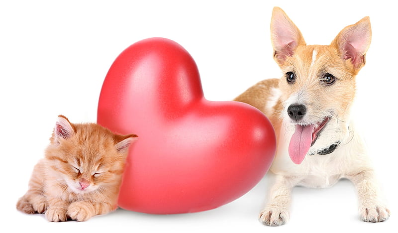 Happy Valentine's Day!, red, sleep, paw, caine, cat, tongue, card, cute, heart, kitten, couple, pisica, puppy, dog, HD wallpaper