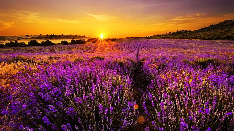 Sunset Over The Lavender Field, orange, golden, summer, flowers, nature, lavender, field, meadow, HD wallpaper