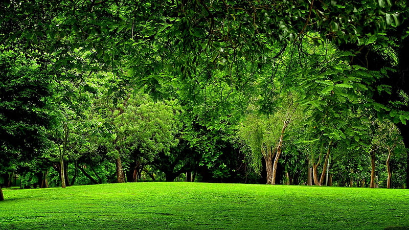 GREEN FOREST, forest, nature, green, field, HD wallpaper