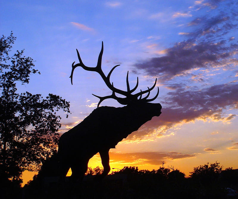 Bull Elk Sunrise, HD wallpaper | Peakpx