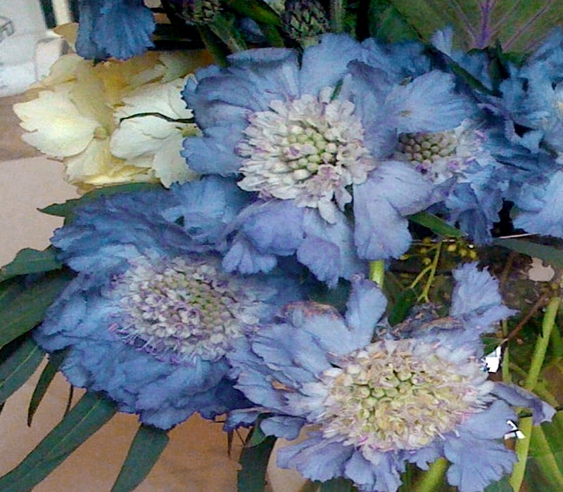 Aquamarine Dreams (Scabiosa) Also Known at Pincushion Flower), Dreams, Flowers, Blue, Aquamarine, White, HD wallpaper