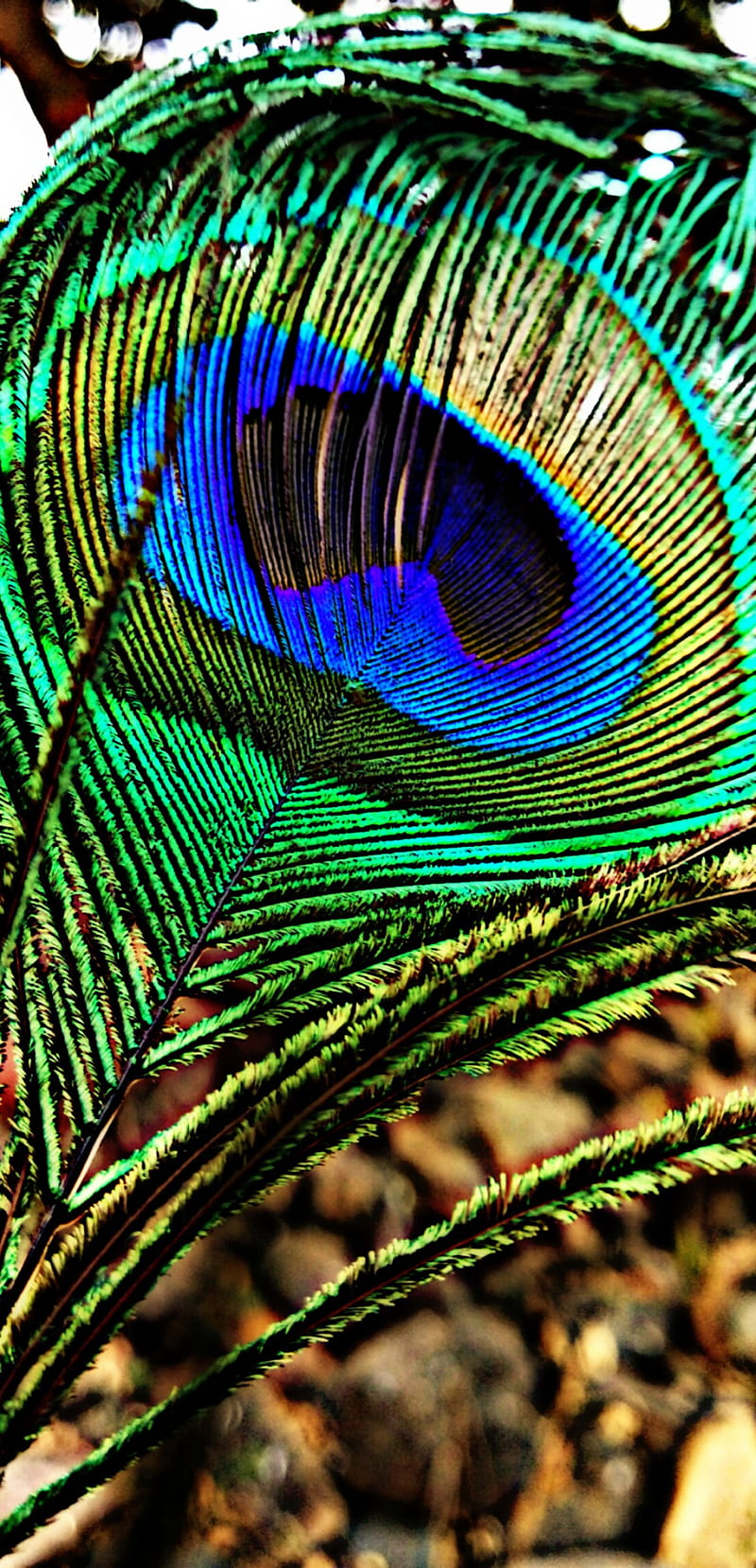 Lord God 3d, love, feather, feathers, inspiration, peacock, peacocks, real,  HD phone wallpaper | Peakpx