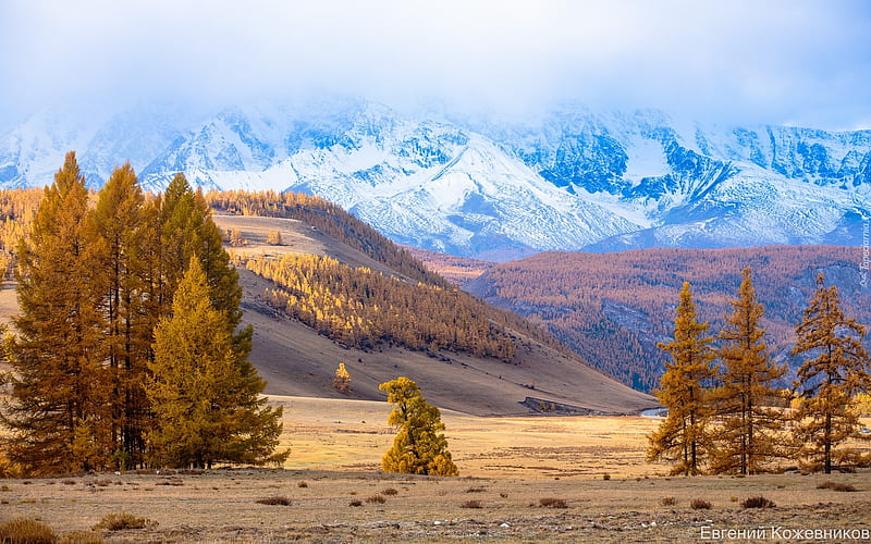 Altai, Siberia, Russia, autumn, Russia, mist, mountains, trees, HD wallpaper