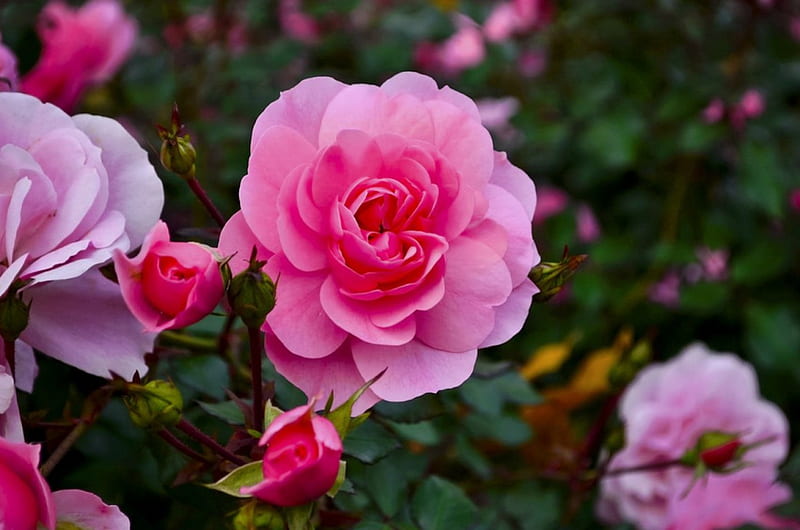 Roses, pretty, lovely, scent, bonito, spring, fragrance, leaves ...