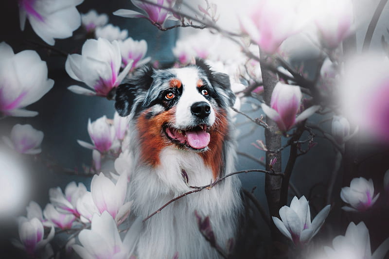 Australian Shepherd, magnolia, caine, black, spring, animal, flower, white, pink, dog, HD wallpaper