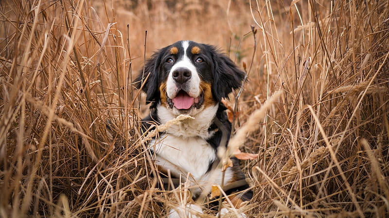 Bernese Dog Is Sitting In The Middle Of Dry Grass Field Dog, HD wallpaper