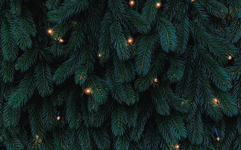 Christmas lights, seashell in love kristin, tree, craciun, green, christmas, texture, fir, lights, HD wallpaper
