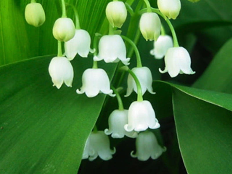 Lily of the Valley: Với những mầm hoa non tinh khôi, những đóa hoa Lily of the Valley khoe sắc trắng tinh khiết. Bức ảnh này sẽ mang đến cho bạn cái nhìn tinh tế và cảm giác như đang thực sự đứng giữa khu vườn nhỏ của mình.