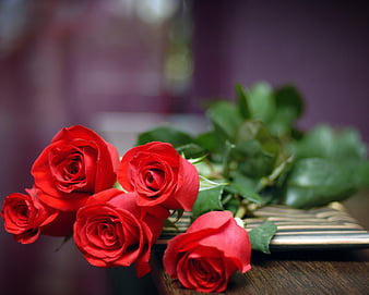 Page 50, HD roses and wallpapers