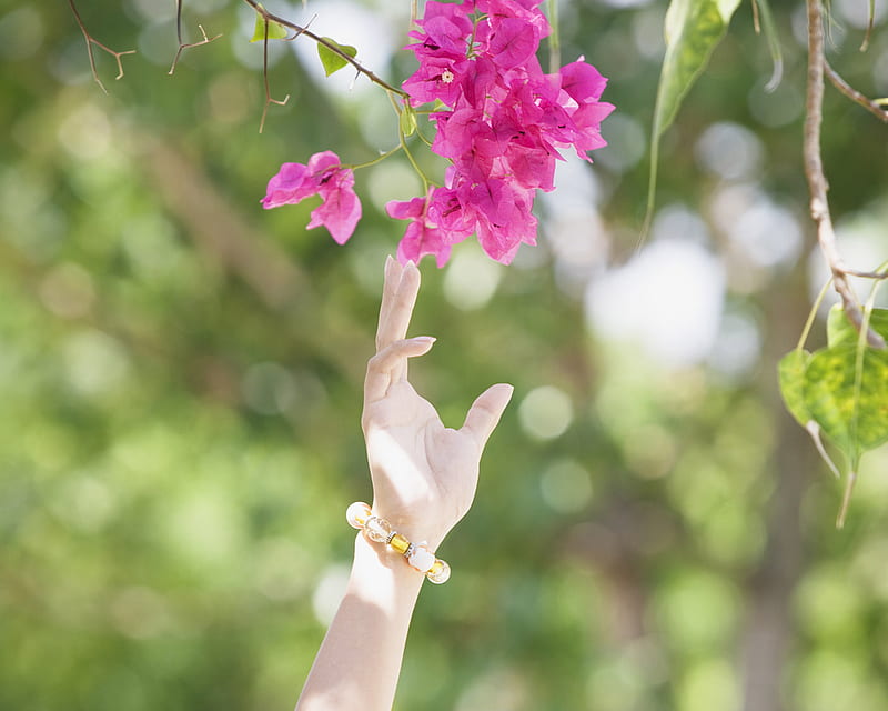 reaching for beauty, welness, bonito, trees, hand, flower, beauty, nature, relaxing, pink, HD wallpaper