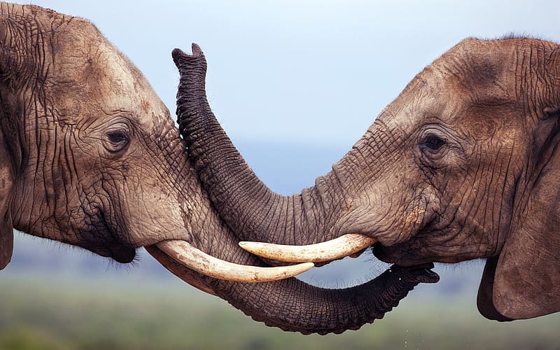 Elephants, Animal, African Bush Elephant, Tusk, HD wallpaper