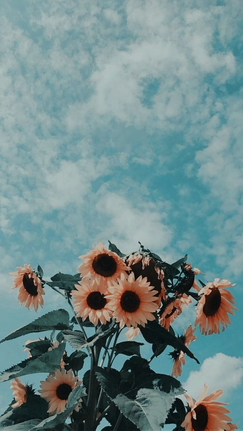 Aesthetic, calm, flowers, pretty, sunflowers, vintage, HD phone wallpaper |  Peakpx