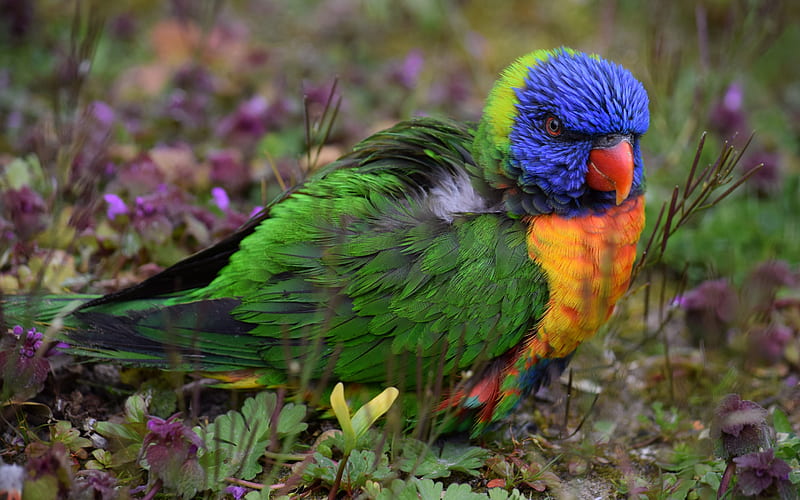 green parrot, blue head, beautiful birds, parrots, HD wallpaper