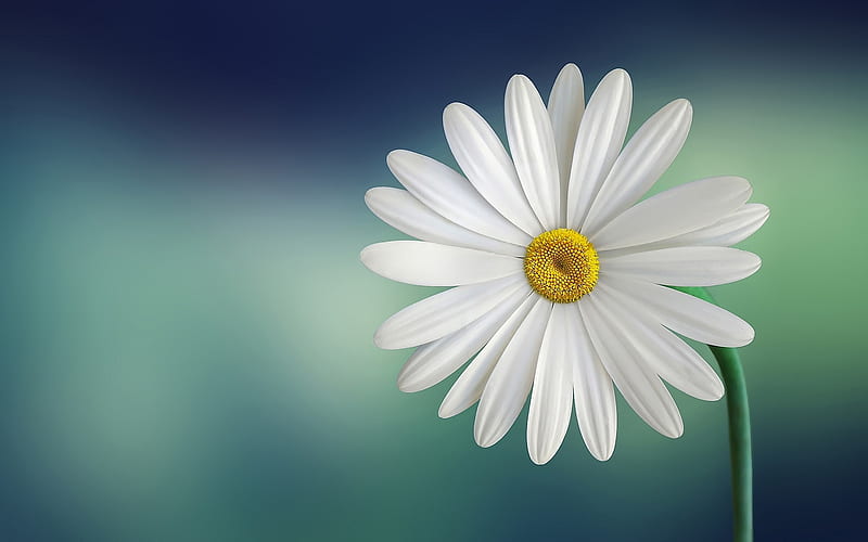 daisy, bokeh, bellis perennis, white flower, close-up, HD wallpaper