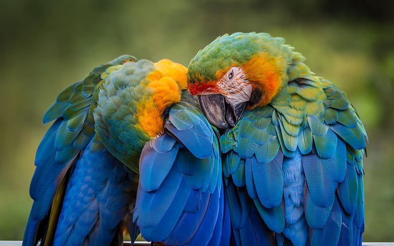 Catalina macaw, parrots, beautiful birds, macaw, colorful parrot, HD wallpaper
