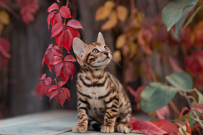Cats, Bengal Cat, Baby Animal, Cat, Kitten, Leaf, Pet, HD wallpaper
