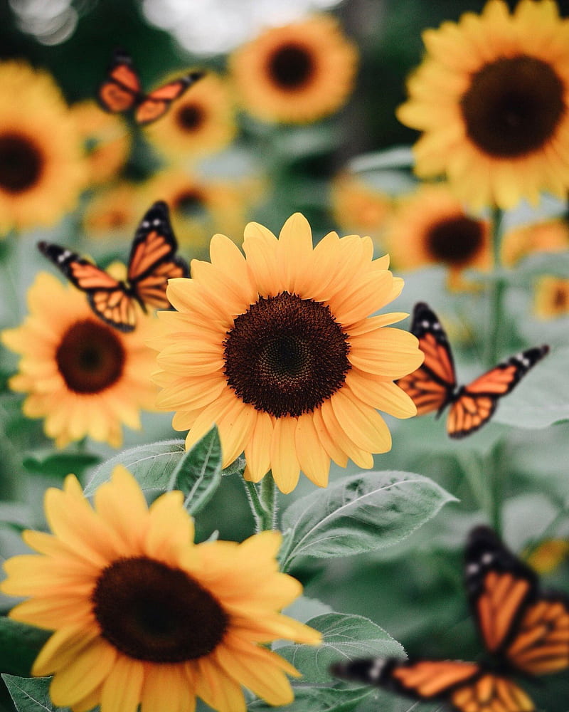 Sunflower iPhone - Cute Fall 2019 - HD phone wallpaper | Pxfuel