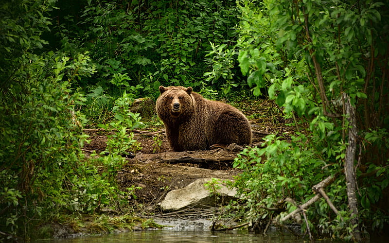 grizzly, bear, forest, USA, wildlife, HD wallpaper