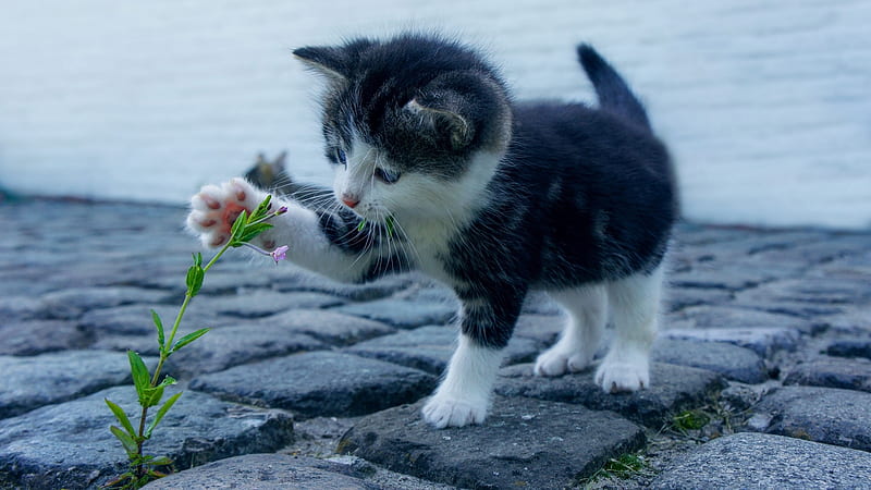 Baby Kitten, flowers, cat, kitten, animal, HD wallpaper Baby Kitten, flowers, cat, kitten, animal, HD wallpaper