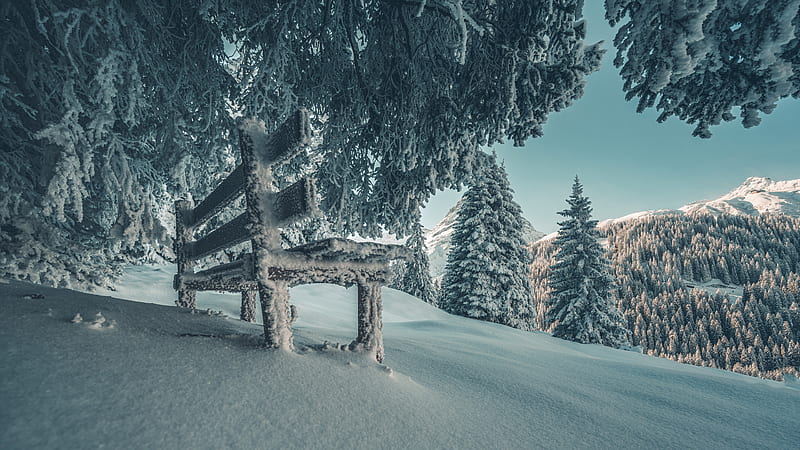 Snow Covered Wooden Bench And Trees In Snow Field Winter, HD wallpaper