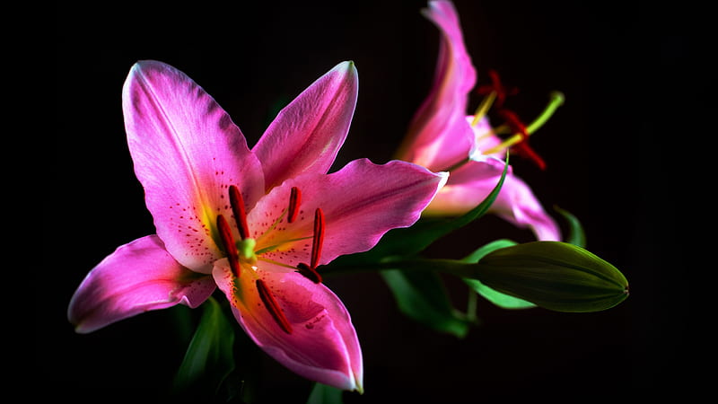 Vintage Pink Lilly Flowers With Leaves In Black Background Flowers, HD wallpaper