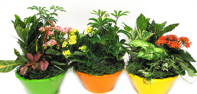 •✿•, decorative plants, three, gardenplants, Coloured, Houseplants, pots, green, plants, flowers, HD wallpaper