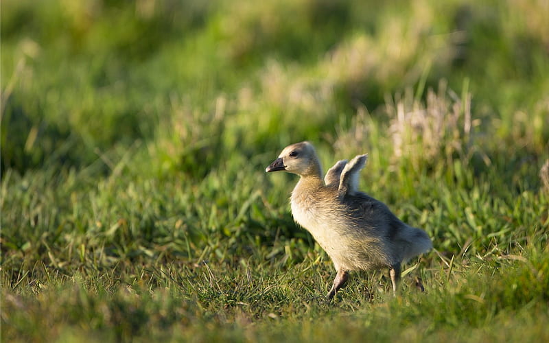 Greylag Goose (Juvenile), gosling, grass, bird, baby, HD wallpaper