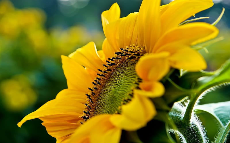 sunflower-flowers, HD wallpaper