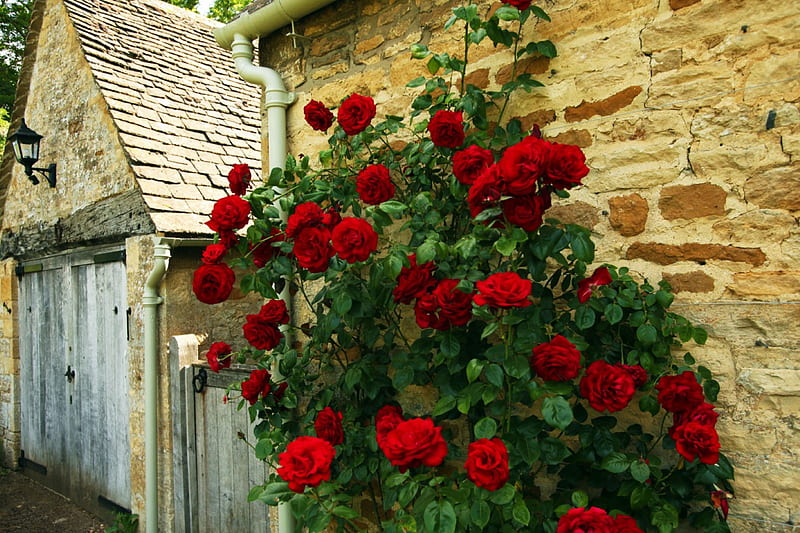 Wonderful climbing rose, red, house wall, rose, climbing rose, HD wallpaper