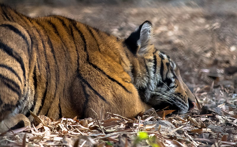 Tiger Ultra, Animals, Wild, Rest, sleep, tiger, nature, stripedbeauty, nationalanimal, beast, HD wallpaper