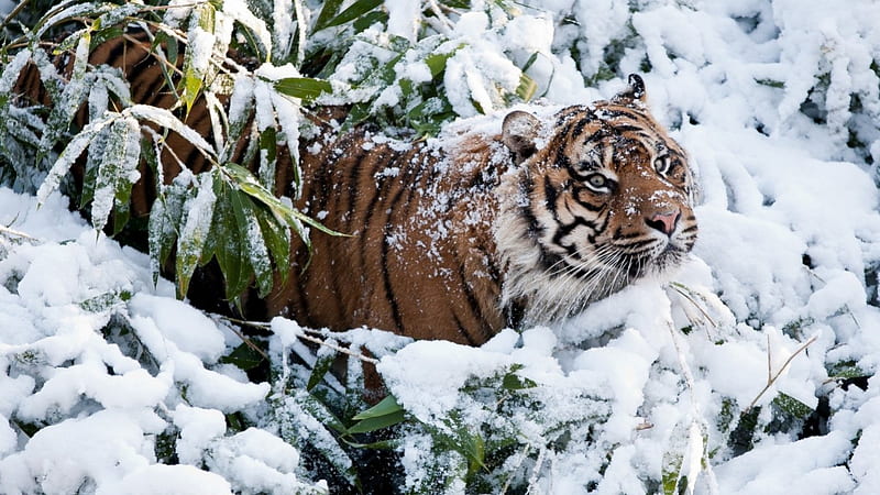 •Tiger in snow•, tigers, winter, wilderness, predators, snow, wild, wild cats, wildlife, nature, cats, wild animals, big cats, animals, HD wallpaper