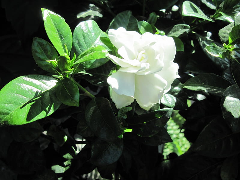 Indoor Botanical Garden 02, graphy, green, White, garden, Flowers, leaf