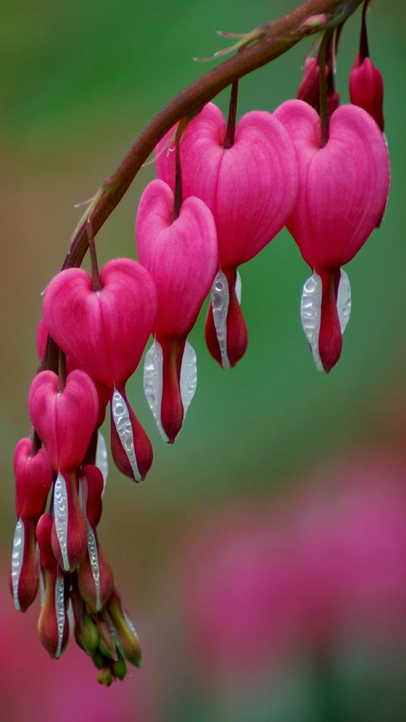 bleeding heart, flowers, heart, love, pink, HD phone wallpaper