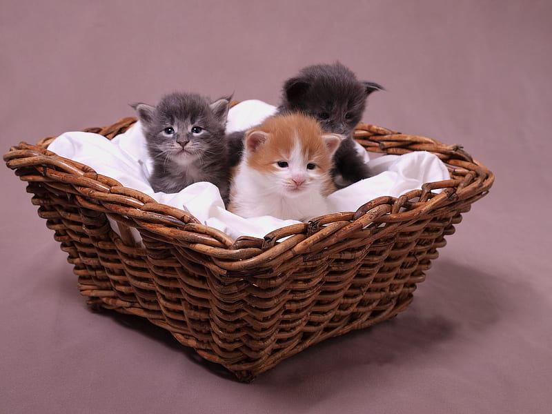Cute kittens in a basket., cute, cat, kitten, basket, HD wallpaper Cute kittens in a basket., cute, cat, kitten, basket, HD wallpaper