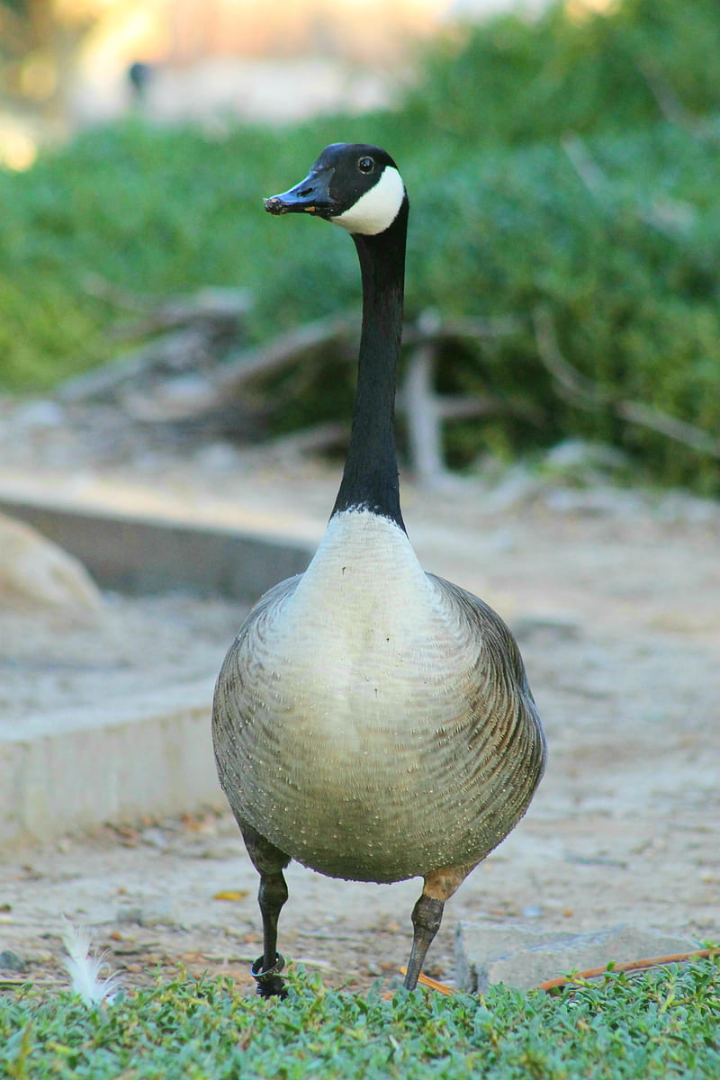 Canada goose , al areen wildlife park, animals, bahrain, birds, duck, geese, goose, pond, HD phone wallpaper