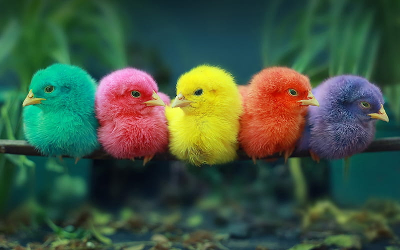 Colorful chickens, chicks, rain forest, colorful birds, small birds, HD  wallpaper | Peakpx