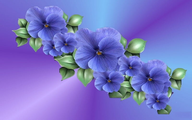 VIOLAS, purple, green, flowers, blue, HD wallpaper