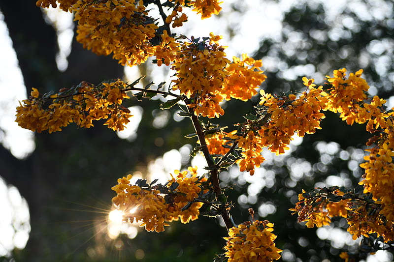 Yellow leaves on tree branch during daytime, HD wallpaper | Peakpx