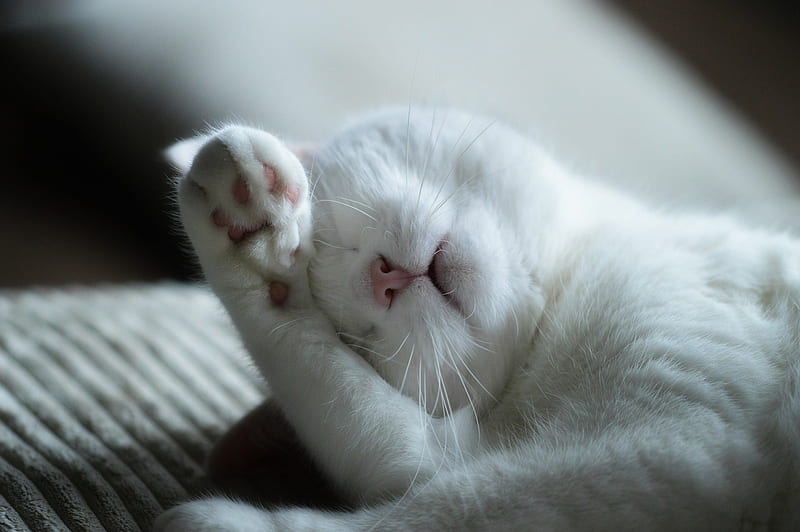 Too tired !, Cute, Too tired, Cat, Funny, Sleeping, Sweet, HD wallpaper