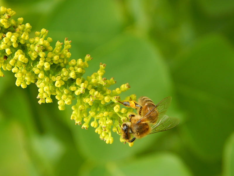 Honeybee Wild Flowers, honeybees, wild flowers, nature, insects, bees, HD wallpaper