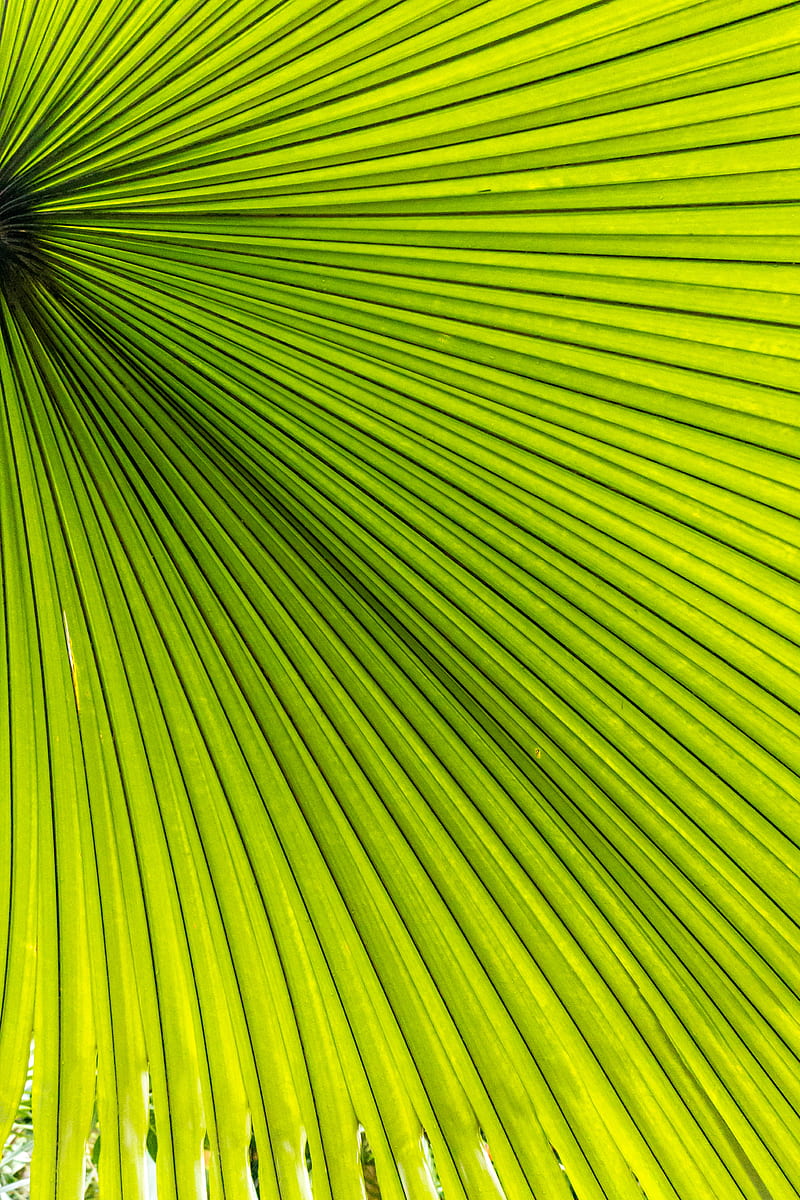 Palm, leaves, green, macro, HD phone wallpaper