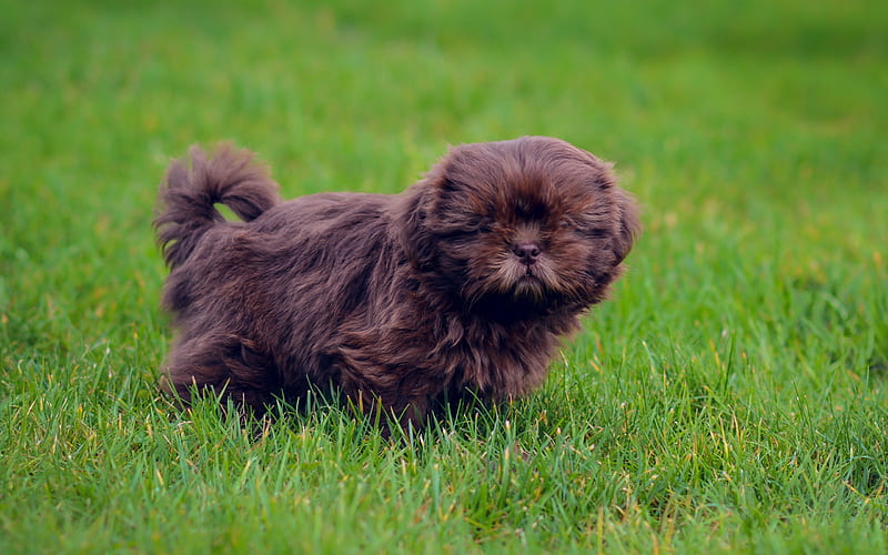 brown fluffy puppy, little cute dog, pets, dogs, green grass, HD wallpaper